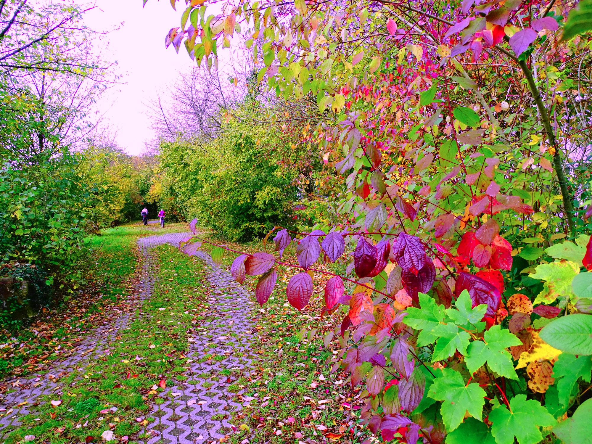 и листья как цветы.