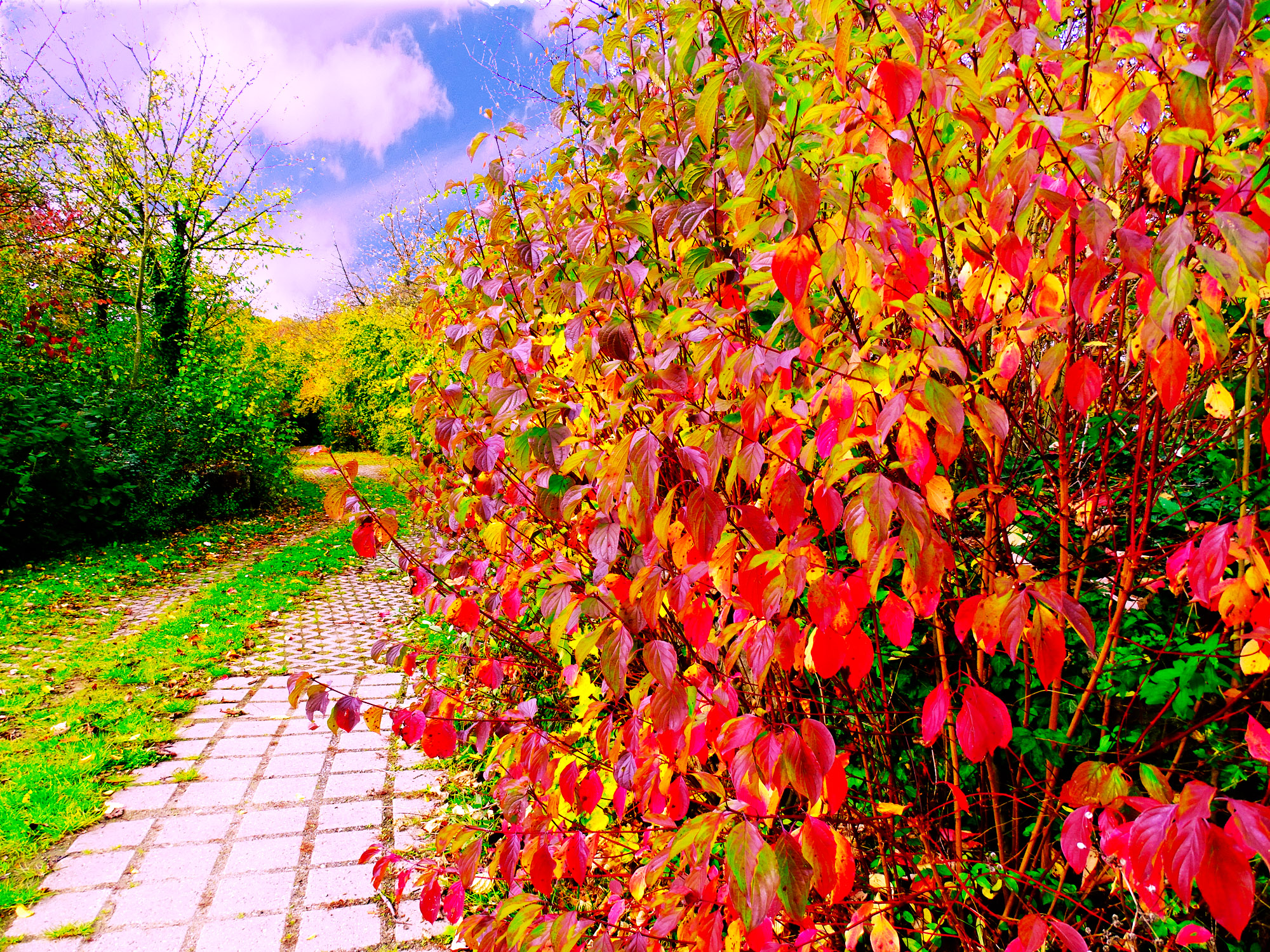 и листья как цветы.