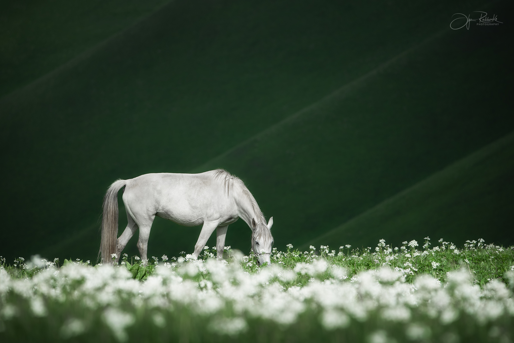 По зеленым холмам и зеленым травам...