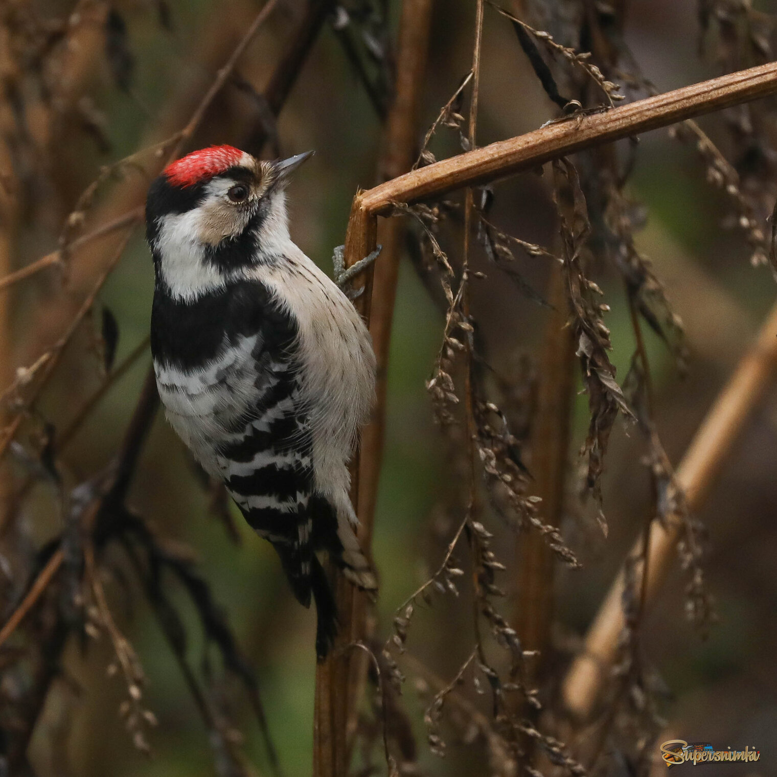 Не все дятлы любят деревья, некоторые предпочитают сухую траву
