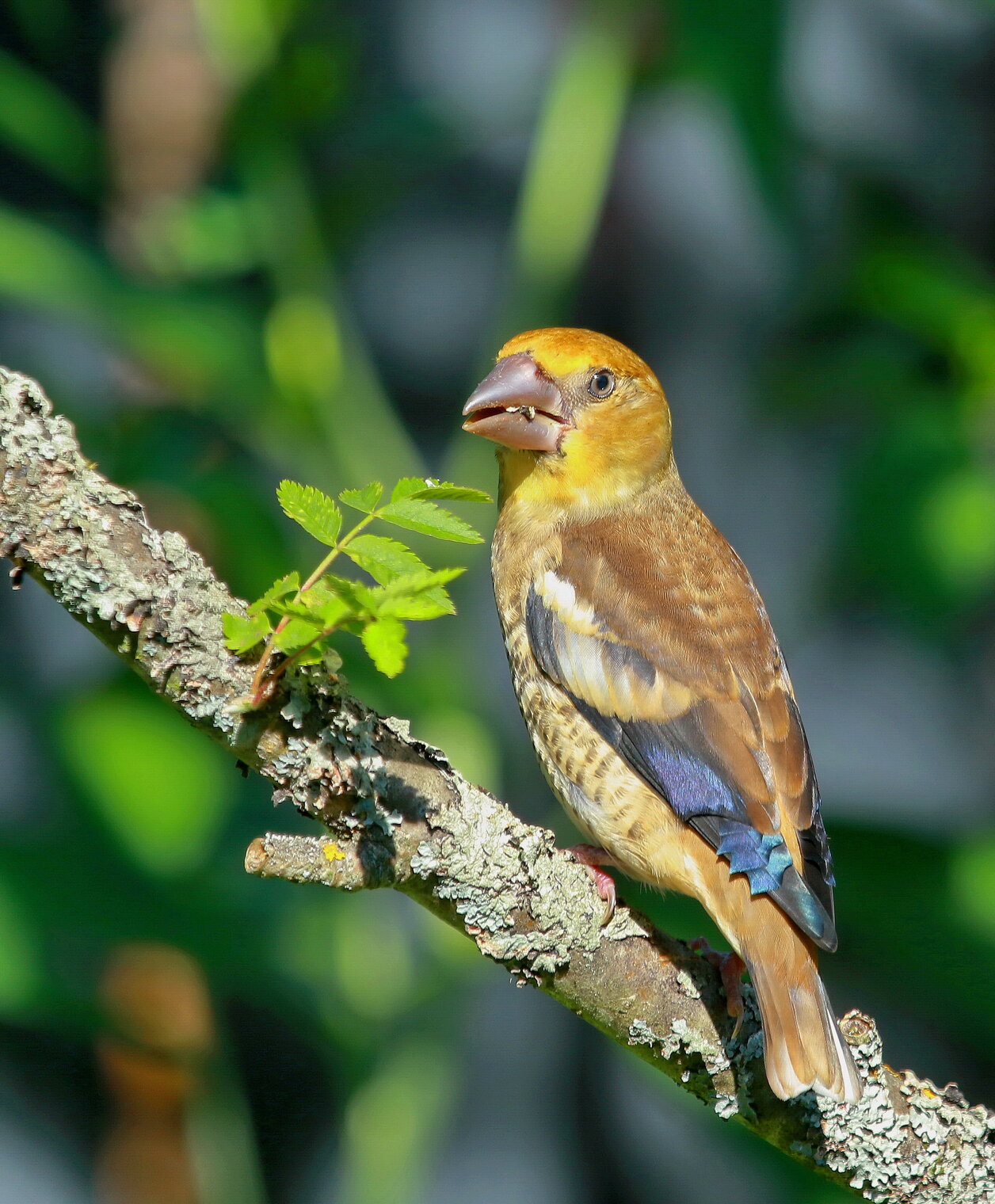 про дубоноса