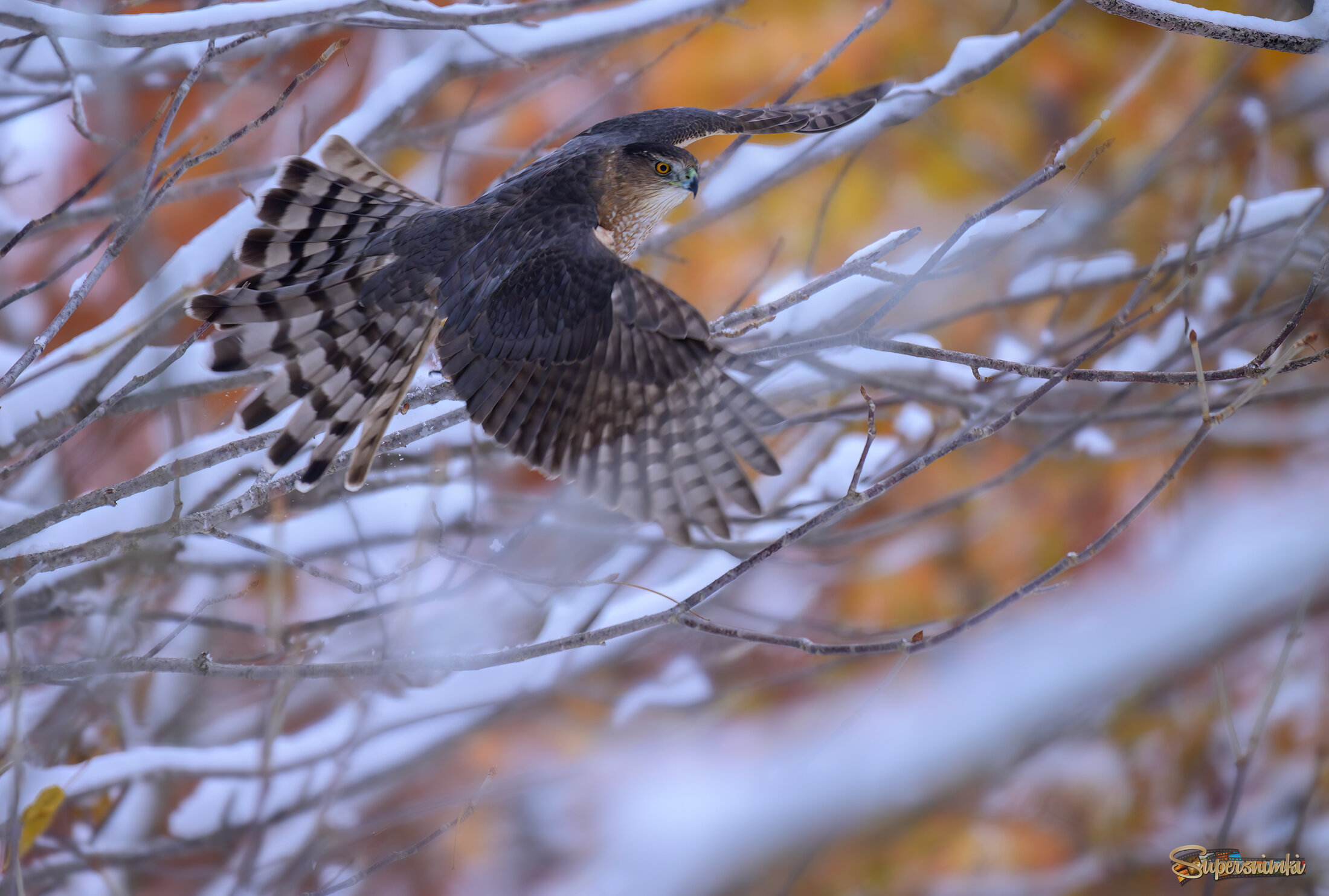 Cooper's Hawk