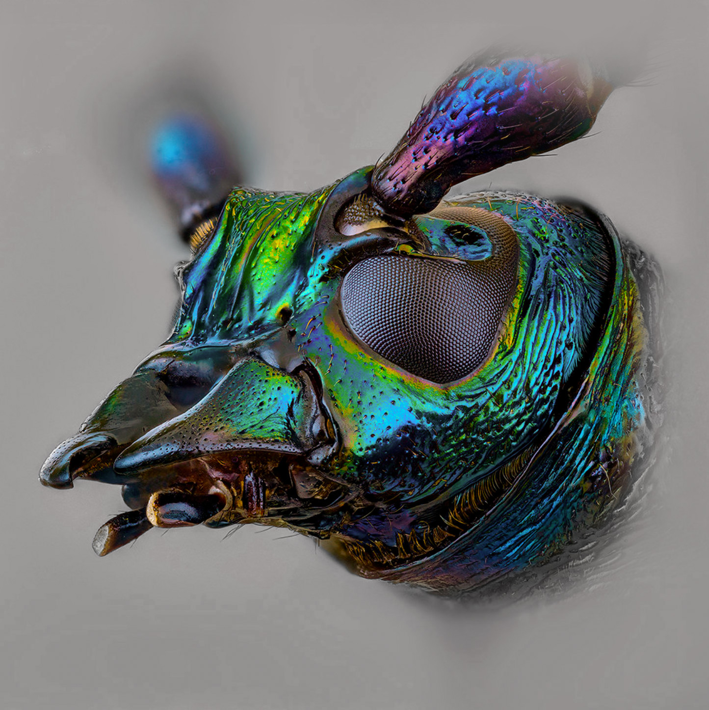 Усач мускусный