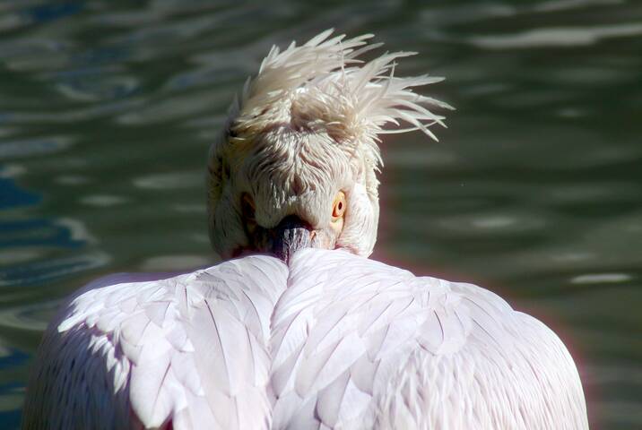 Чубчик, чубчик, чубчик кучерявый, да ты не вейся на ветру.