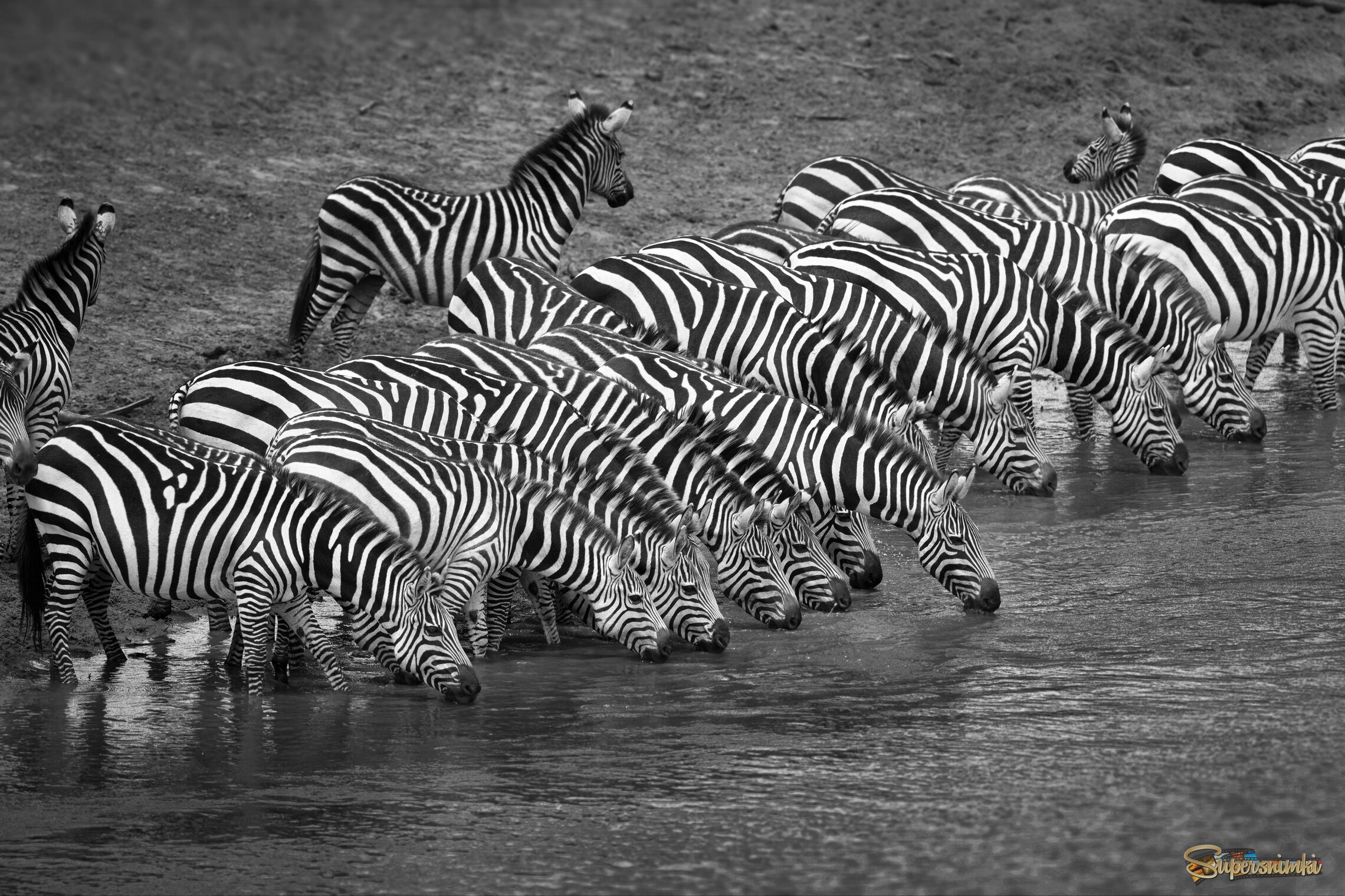 Полосатый водопой