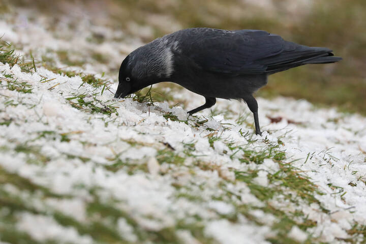 Любопытная галка