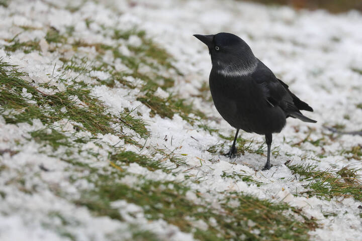 Любопытная галка