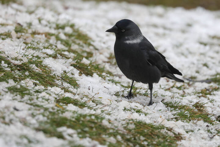 Любопытная галка