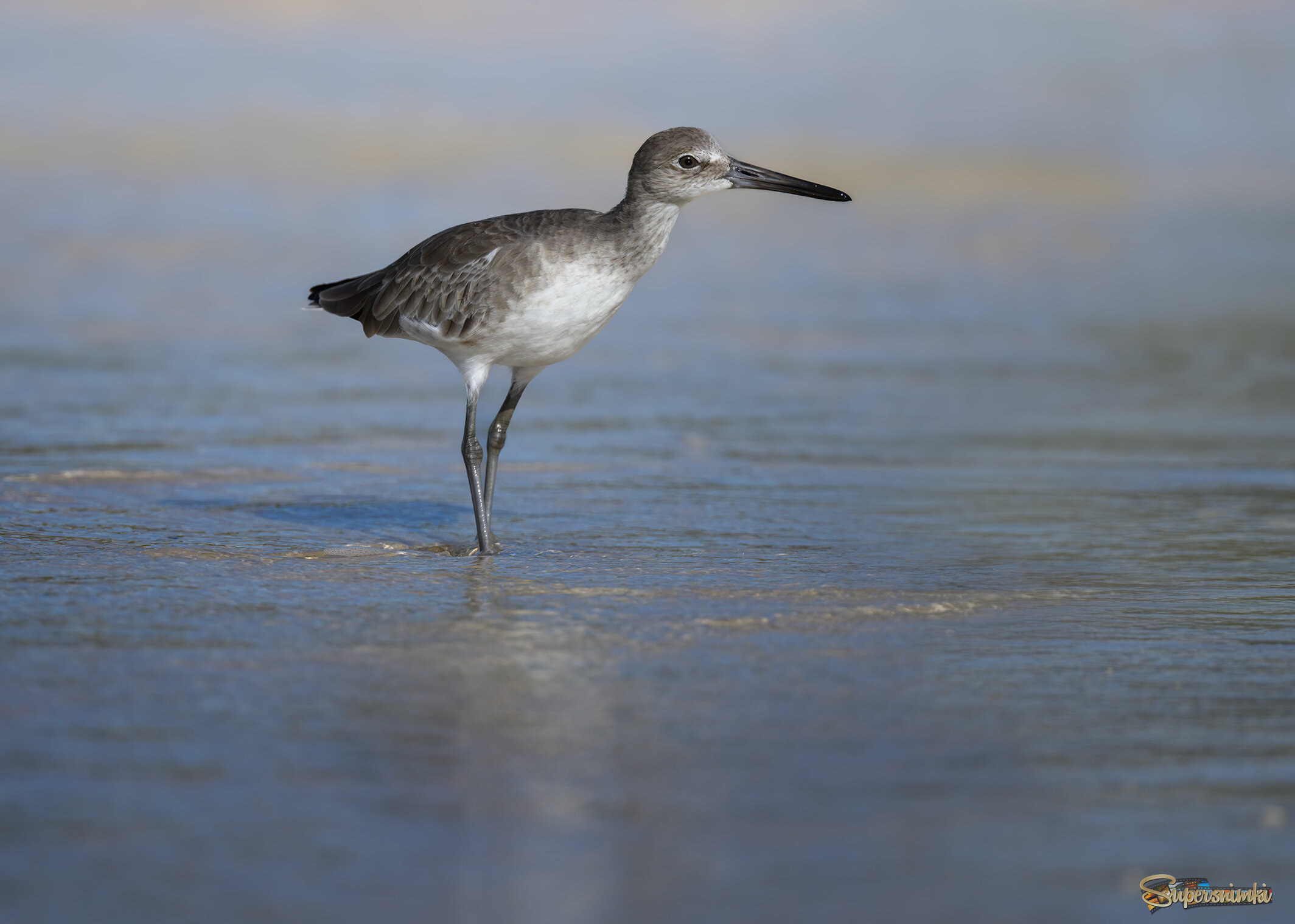 Willet (Tringa-semipalmata)