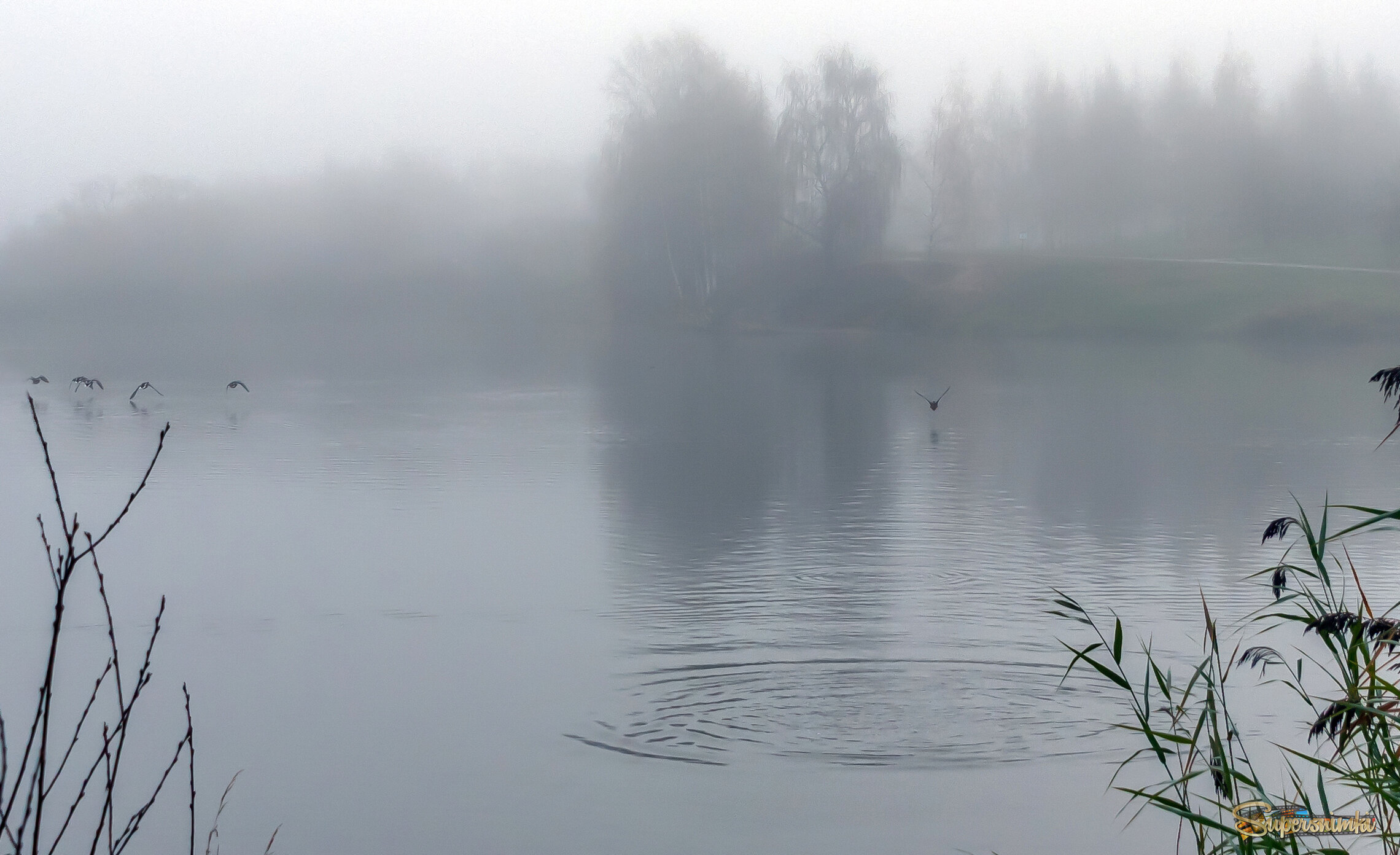 Утки в тумане.