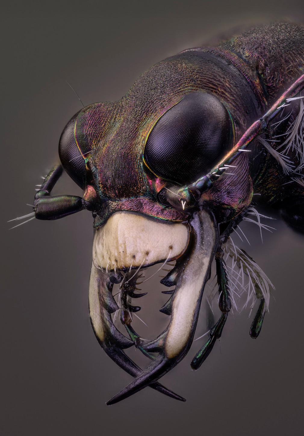 Скакун-межняк