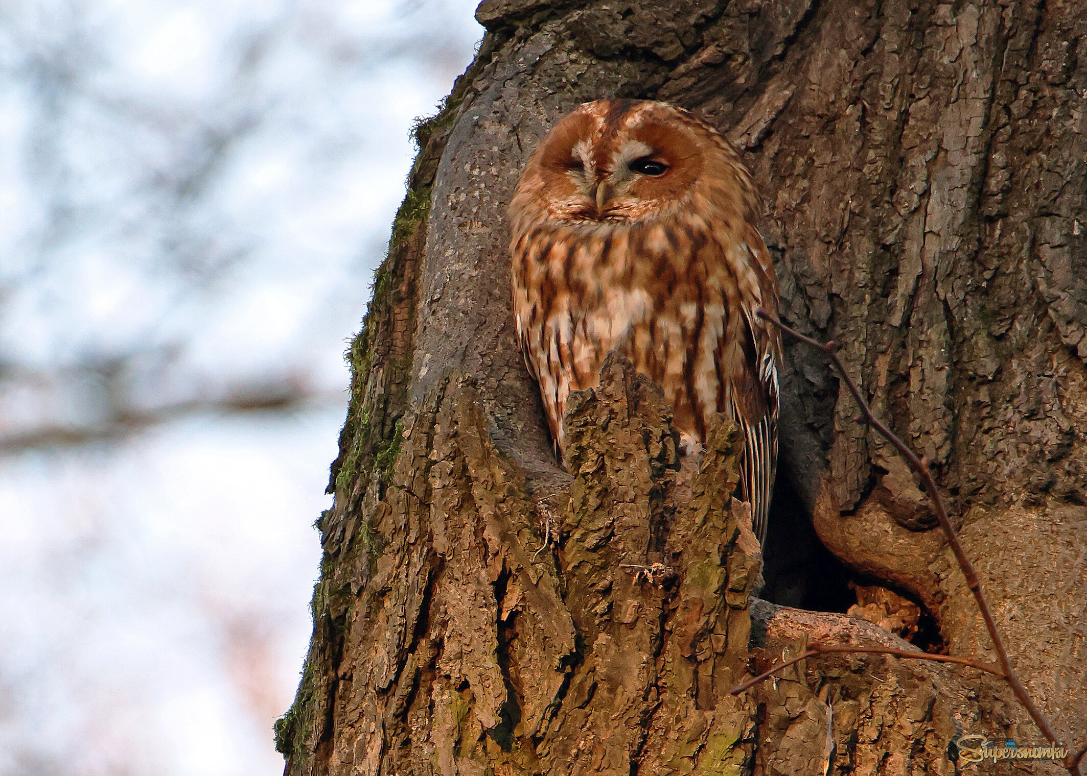 Рыжая неясыть (Strix aluco) в дупле дерева. 