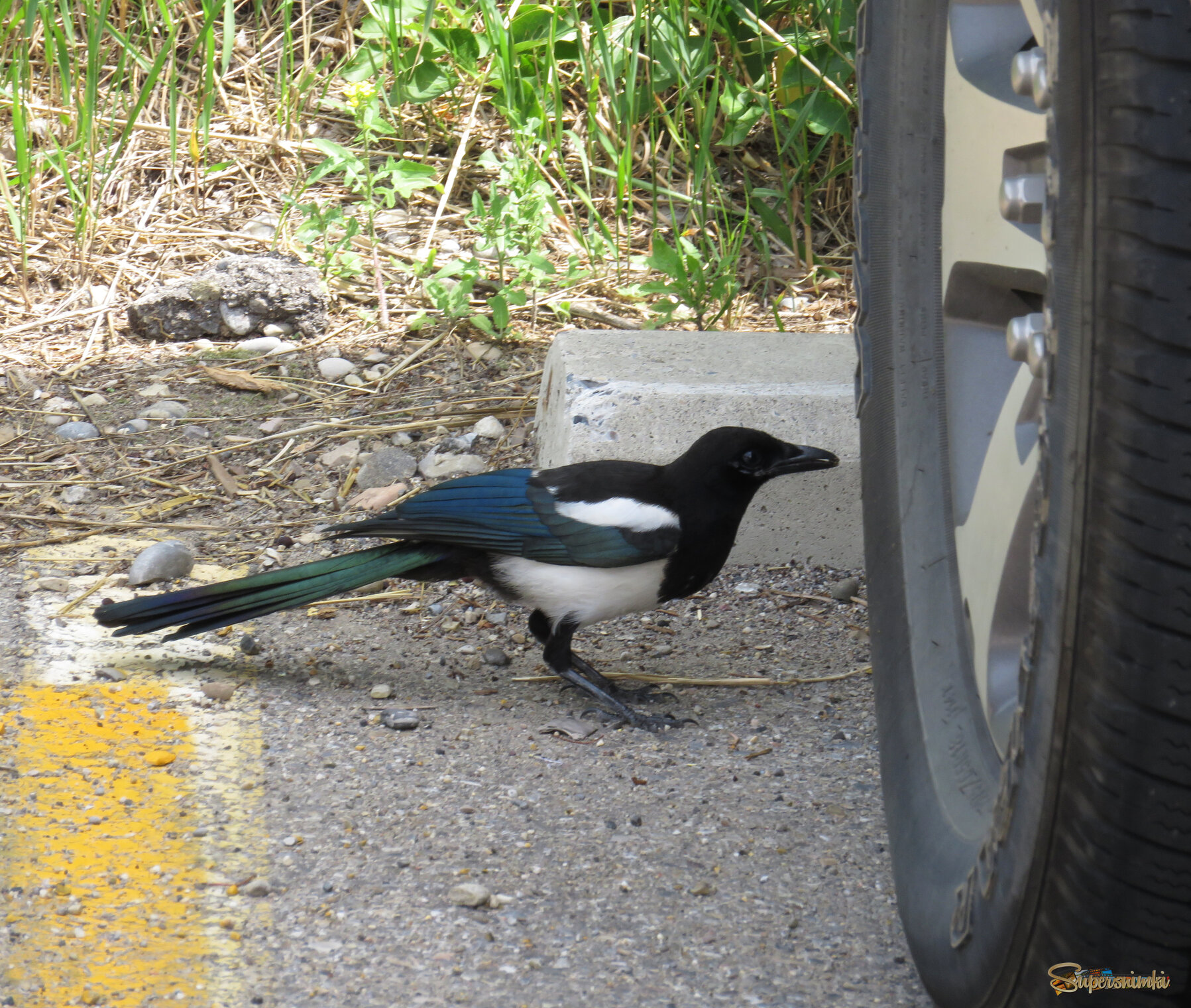 Любопытная сорока.
