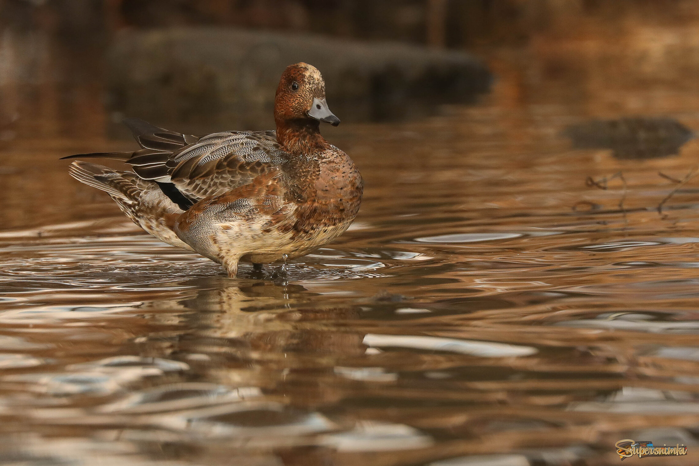 Гордый и красивый, даже в линьке