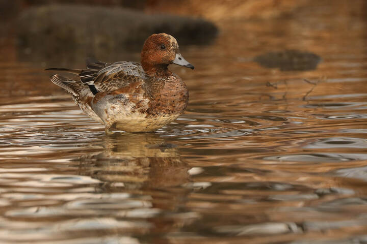 Гордый и красивый, даже в линьке