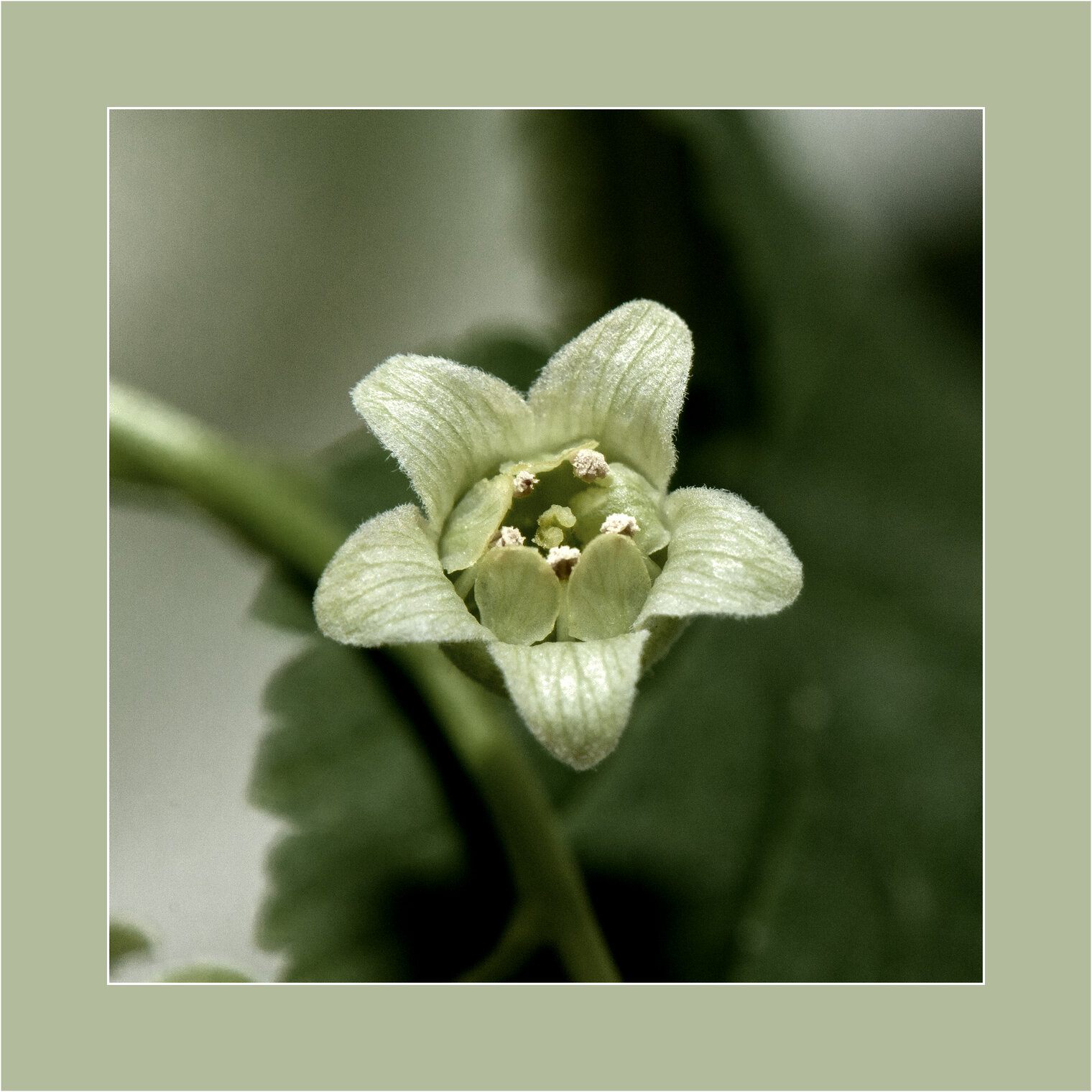 Flora. Ribes nigrum L.