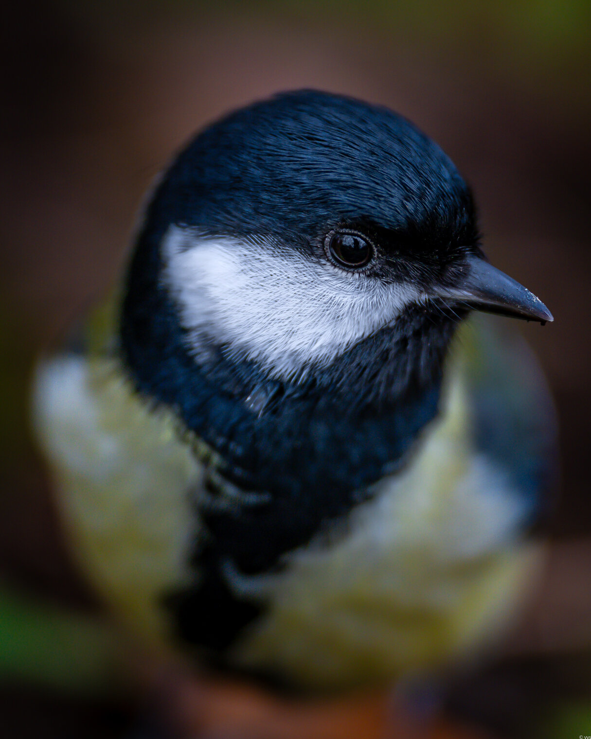 Большая синица, портрет  ))