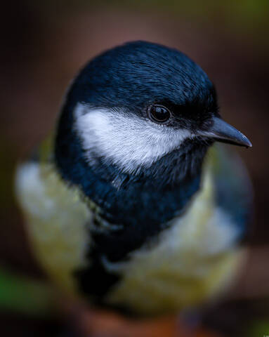 Большая синица, портрет  ))