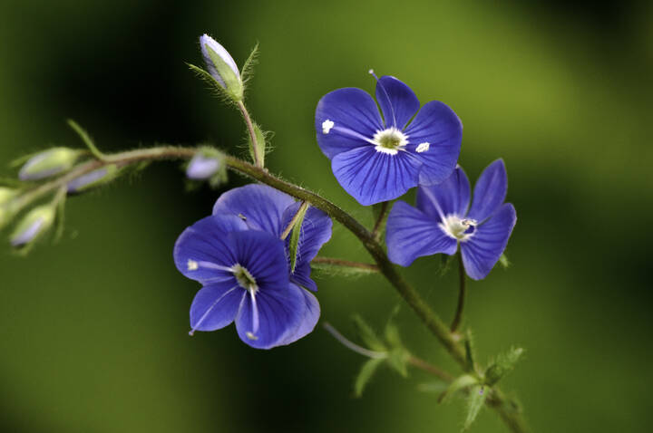 Flora Flowers