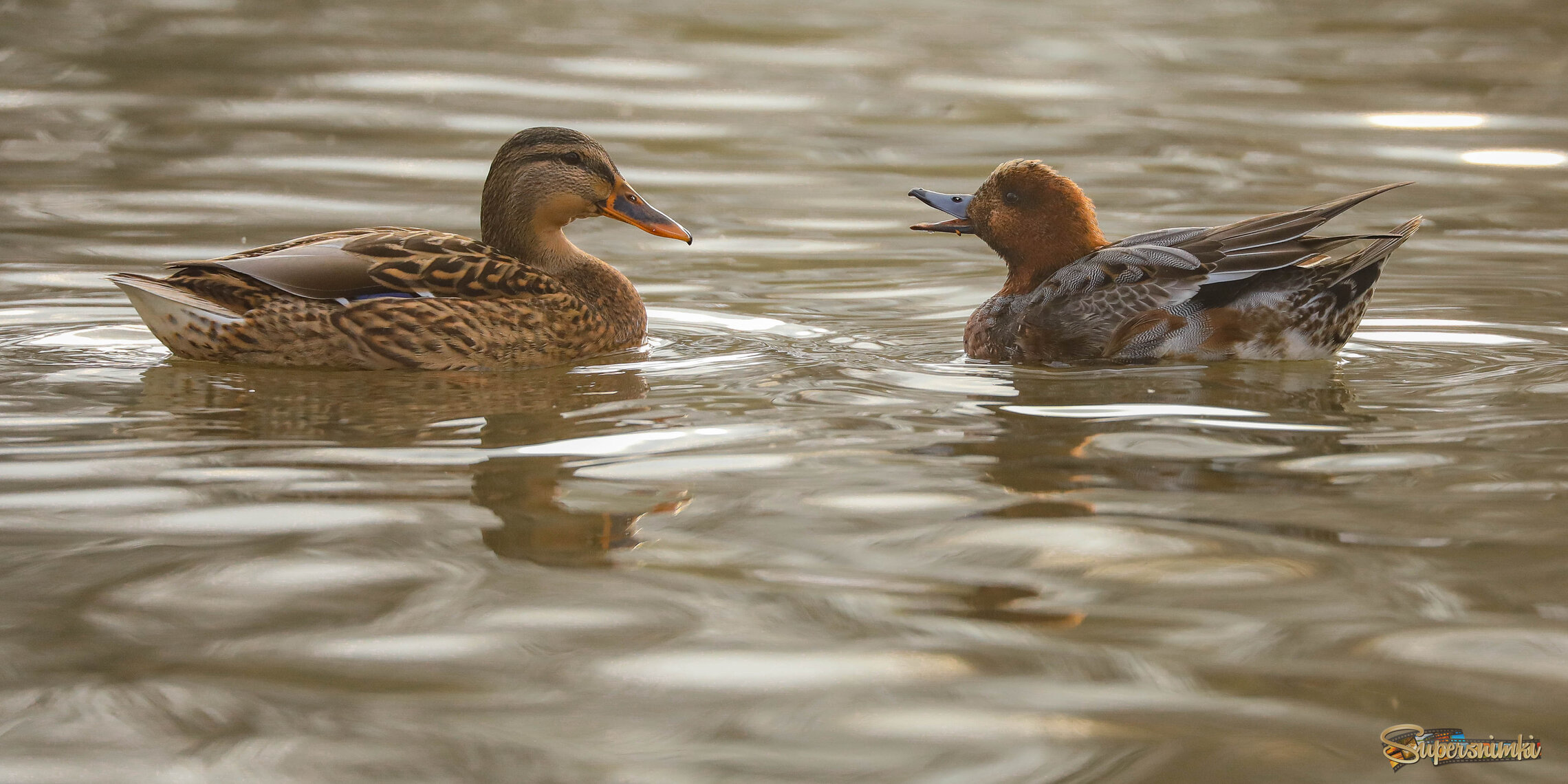 Кричи не кричи...