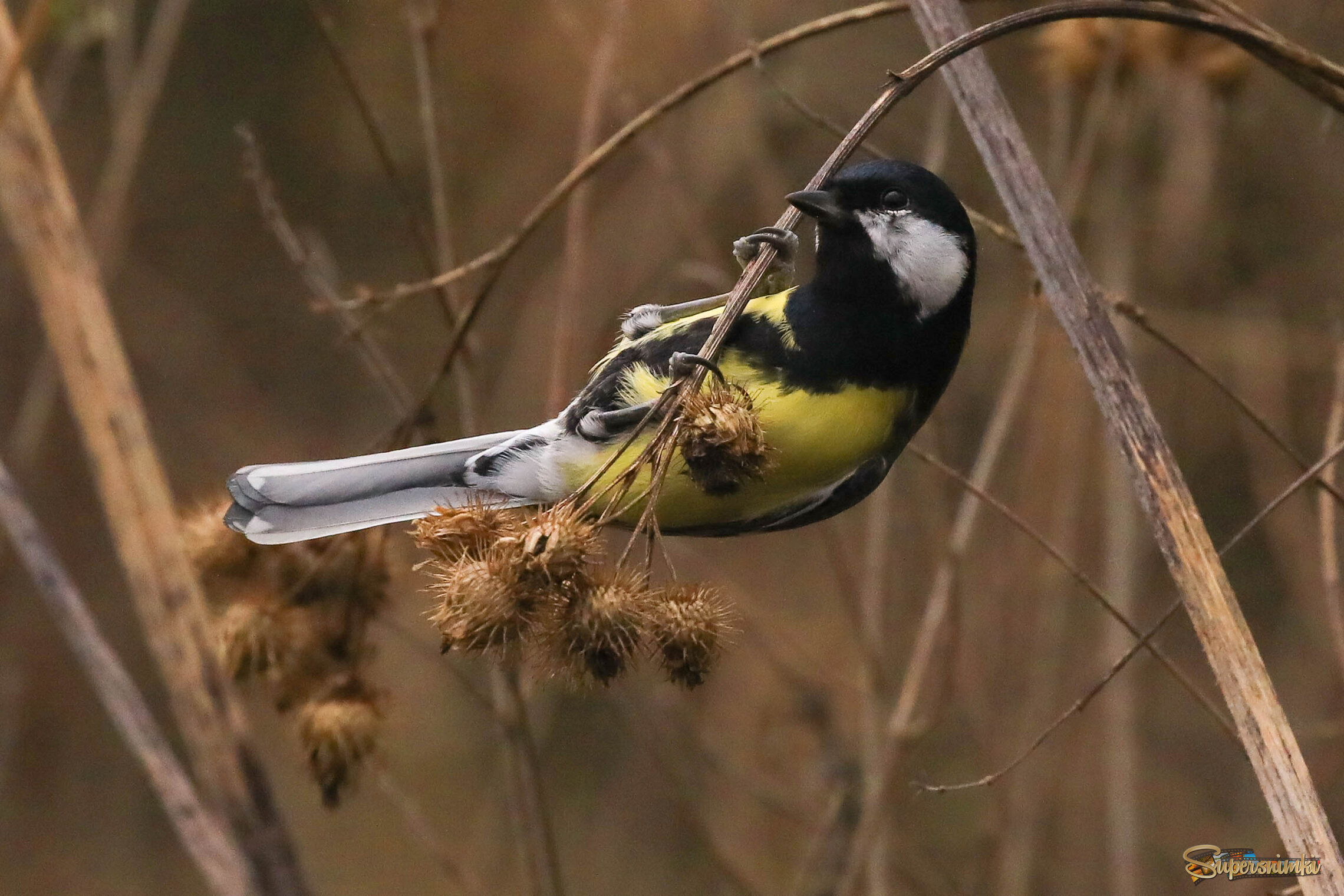 Вспоминая о теплом лете...