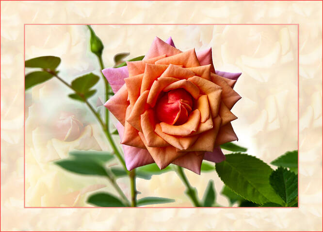Flora Flowers Rose