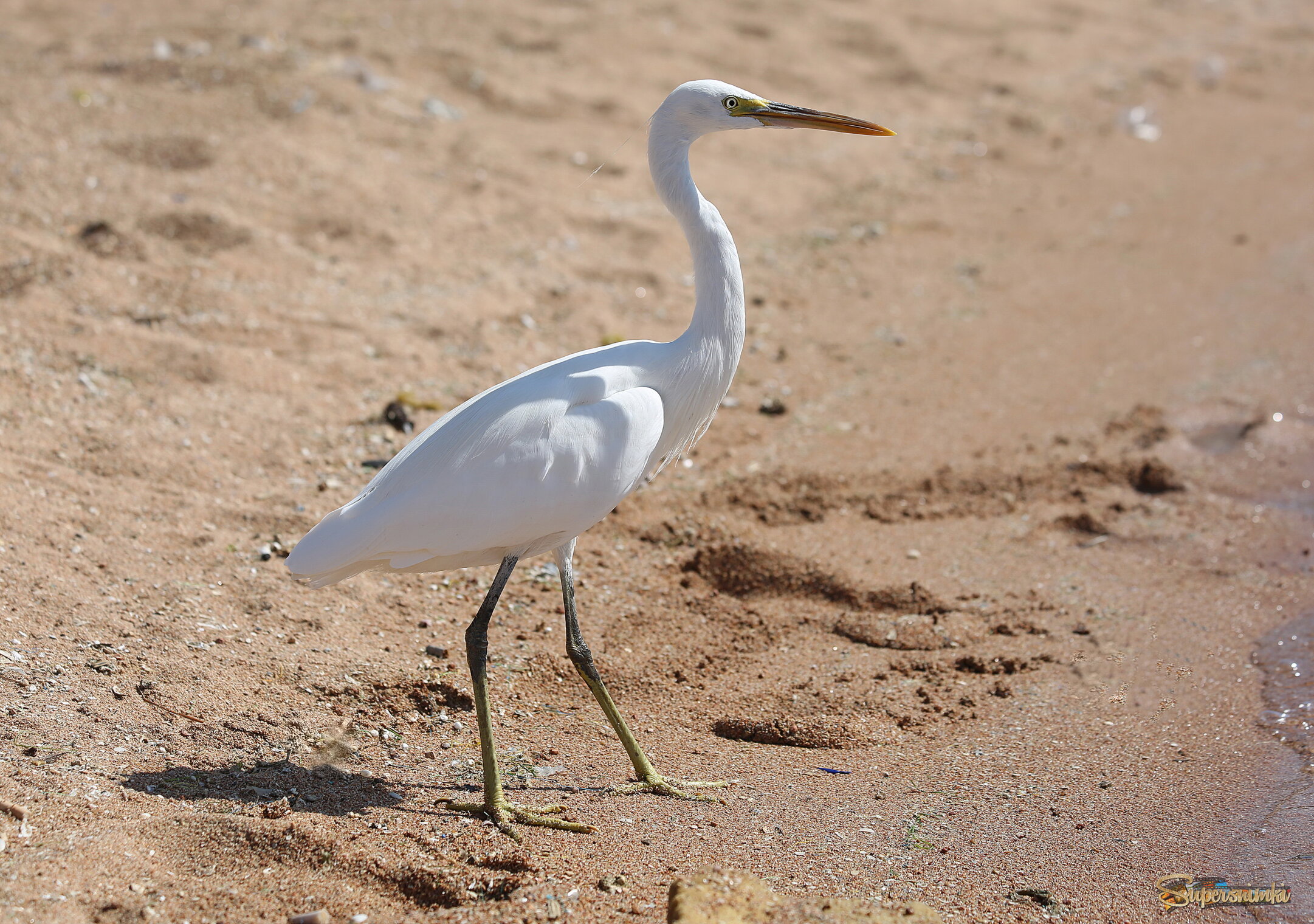 На берегу...