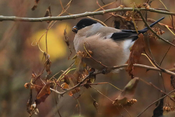 Скоро зима. Надо срочно толстеть!