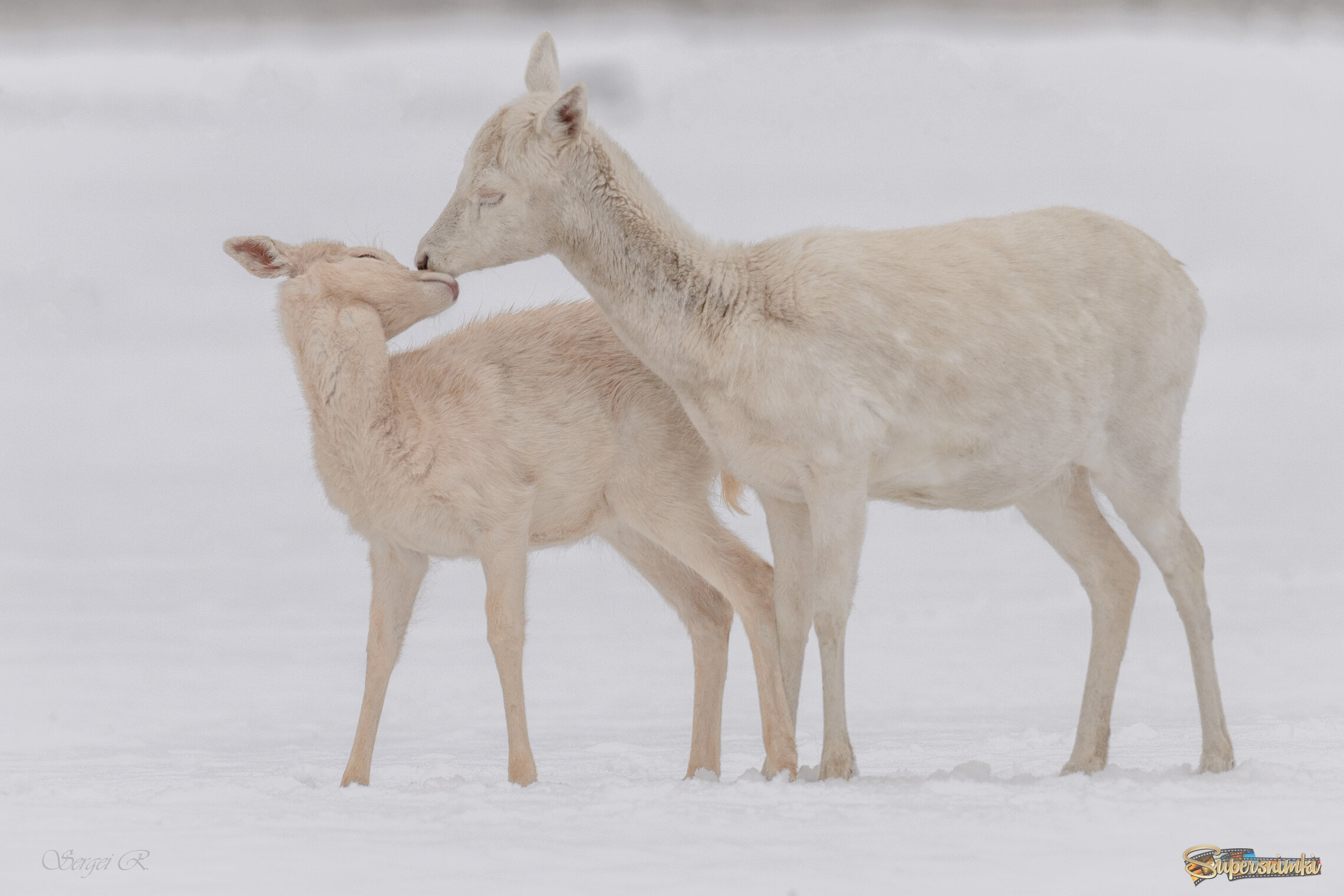Любовь и нежность...