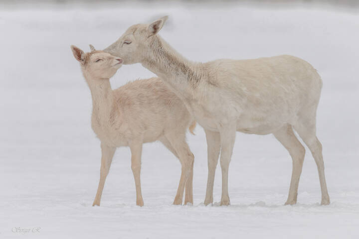 Любовь и нежность...