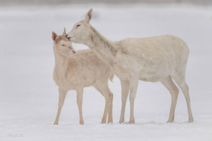 Любовь и нежность...