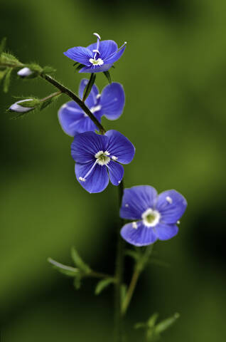 Flora Flowers