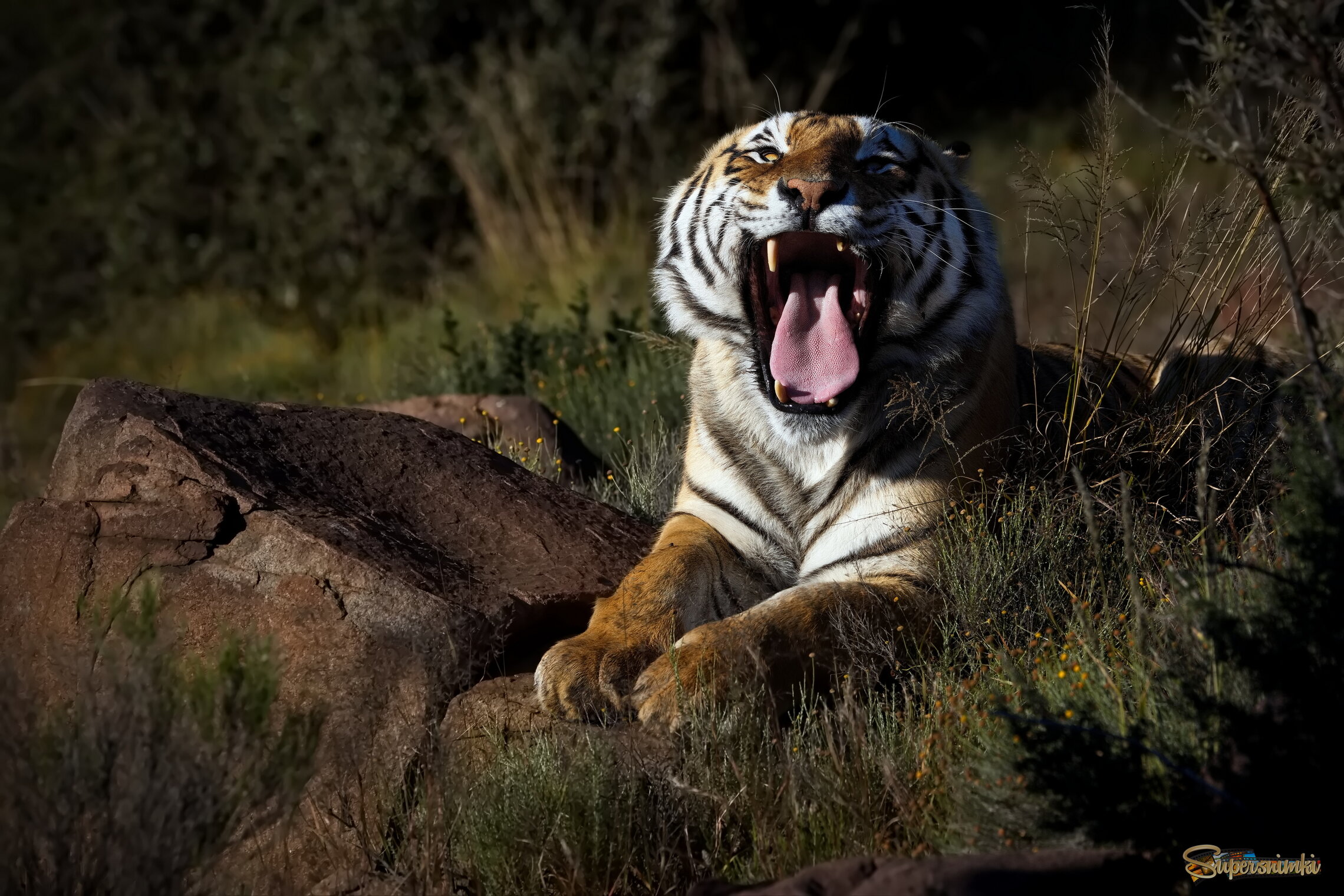 Померяемся языками!?)