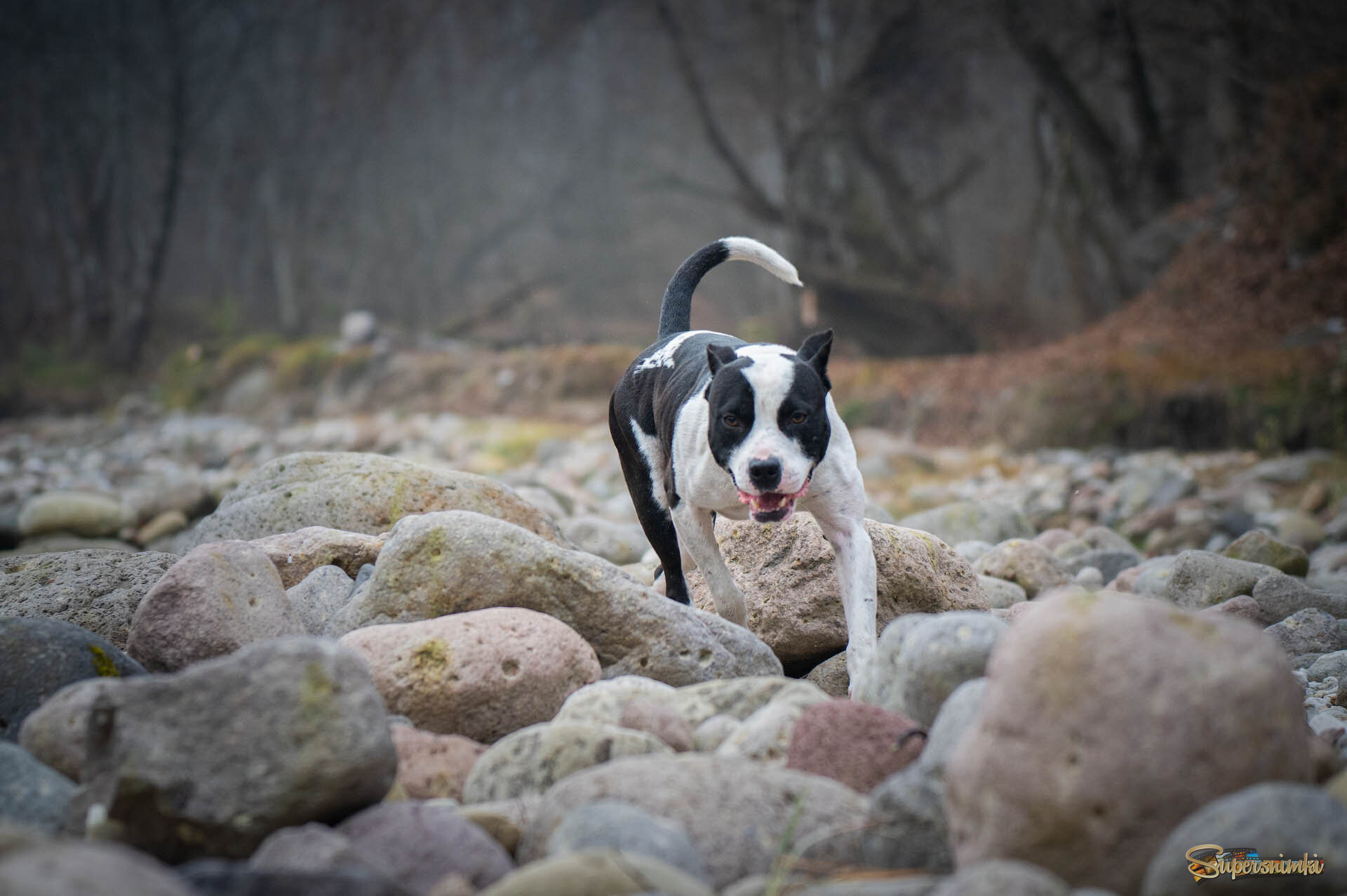 Случайный попутчик