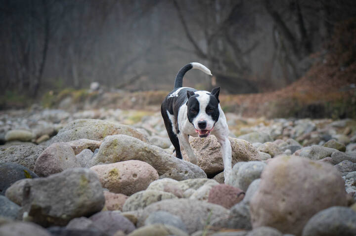 Случайный попутчик