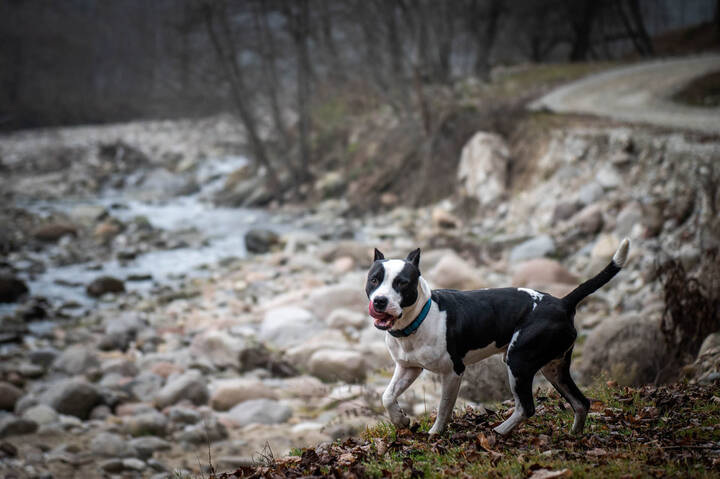 Случайный попутчик