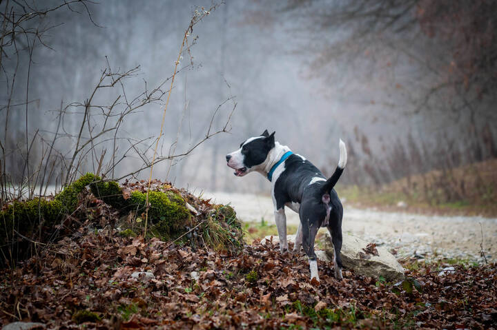 Случайный попутчик