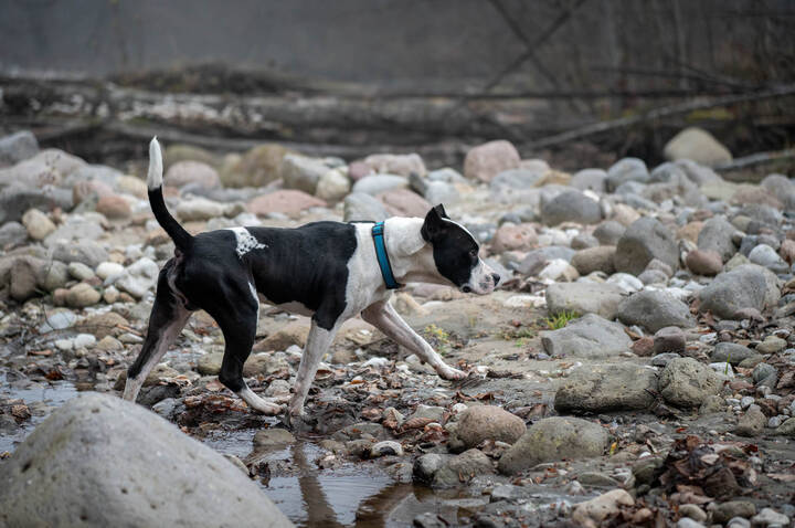 Случайный попутчик