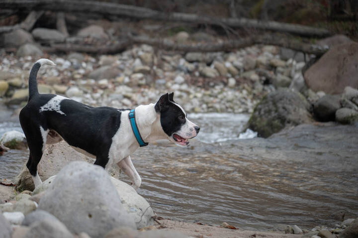 Случайный попутчик