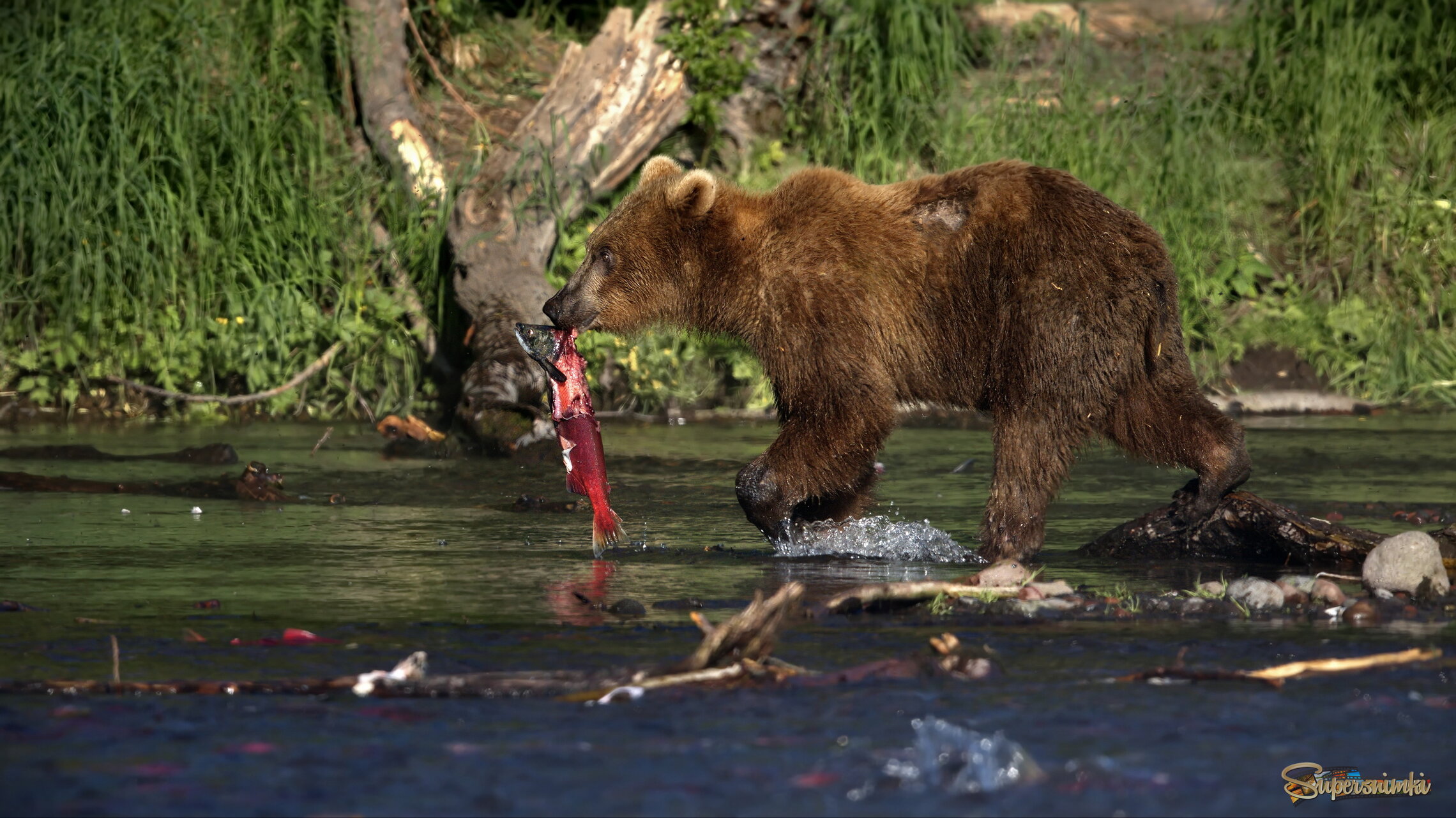 Свежий улов