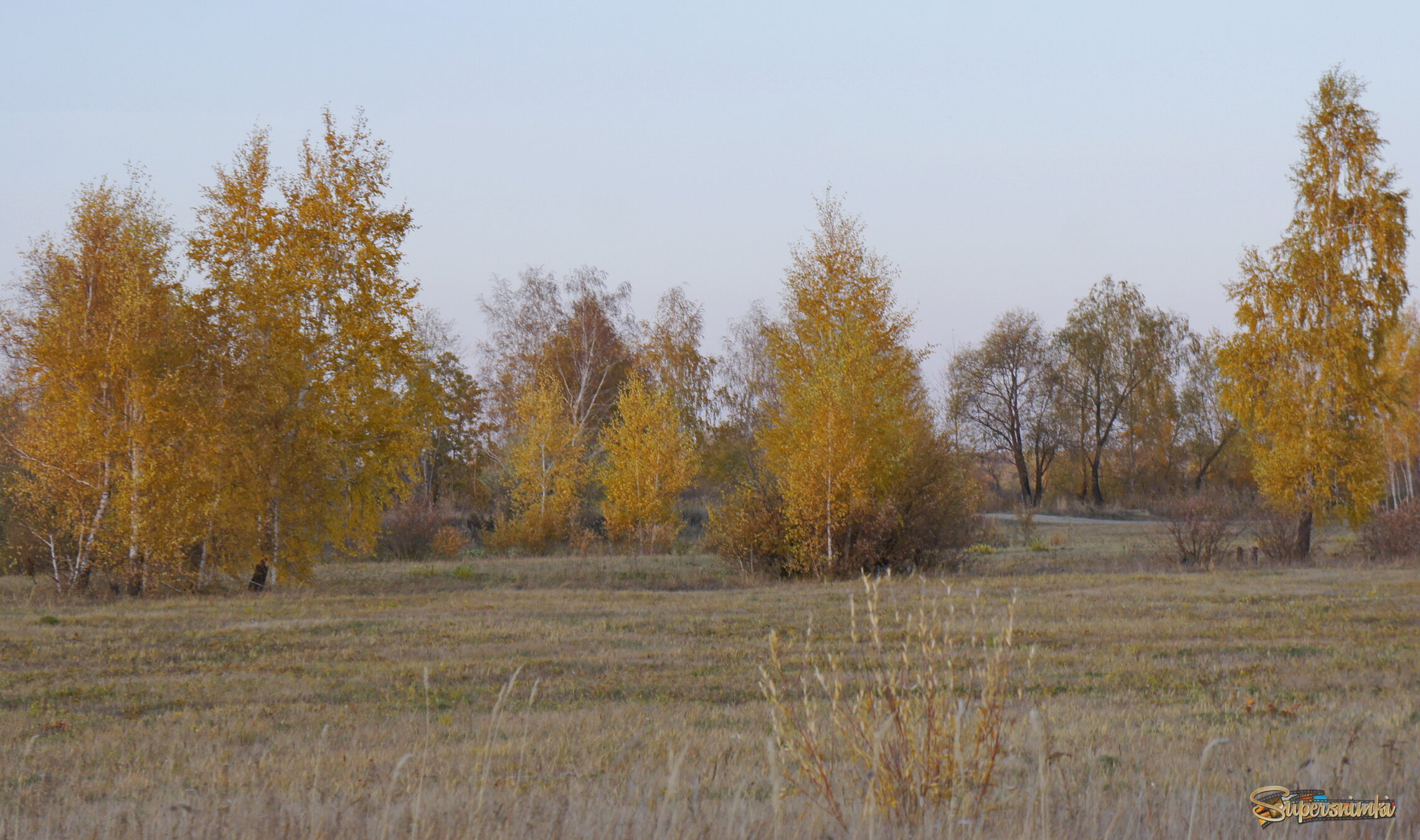 Березки в осеннем наряде.