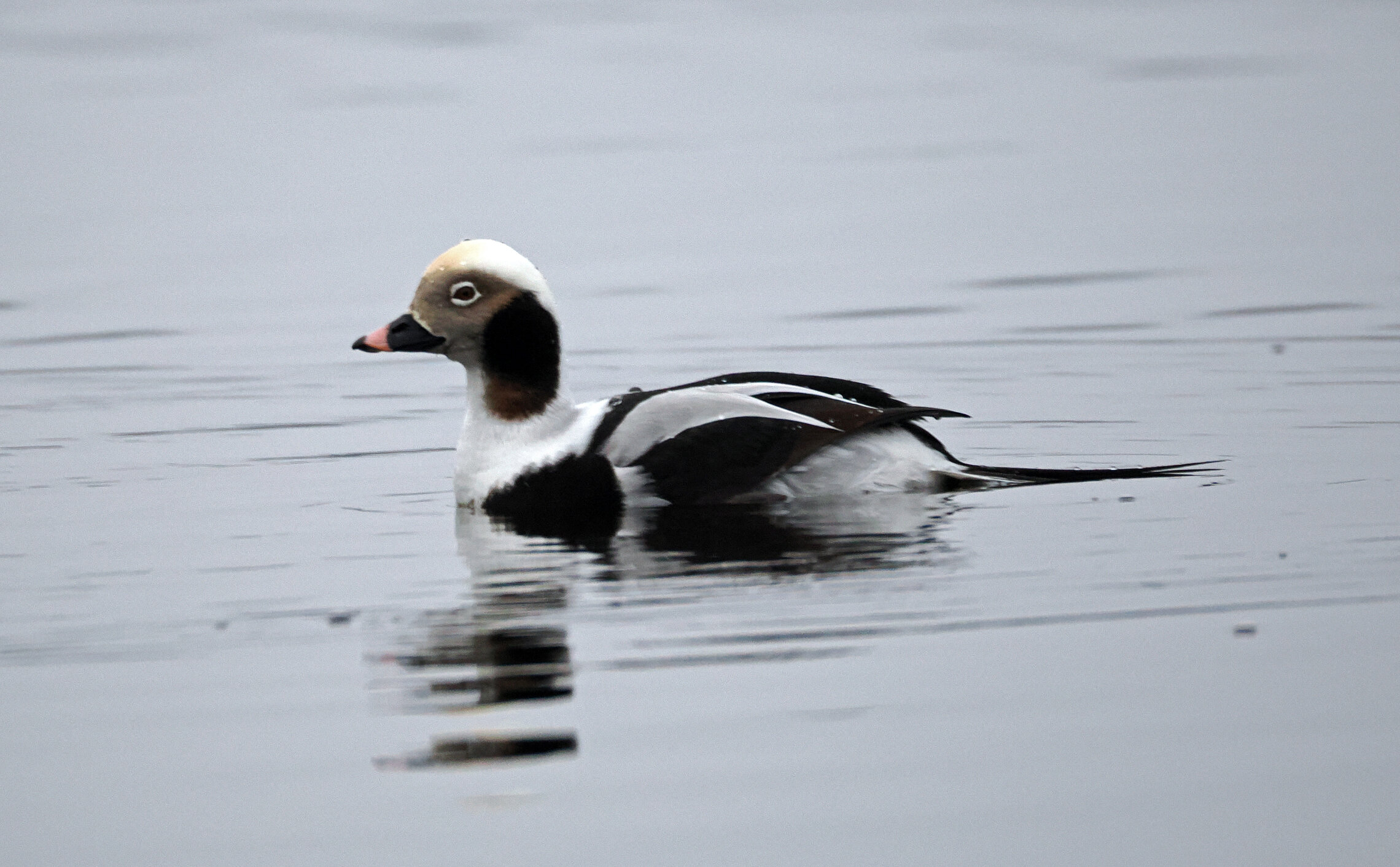 Утка -морянка, самец.