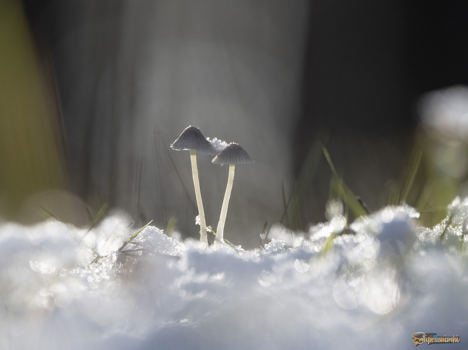 Картинка из леса