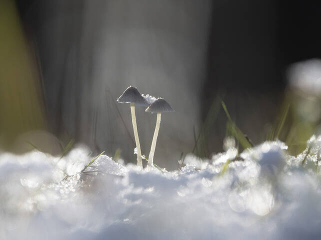 Картинка из леса