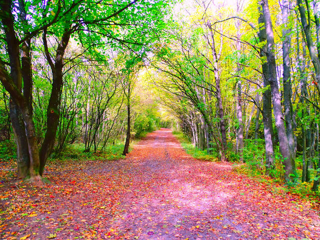 Солнечные зайчики.