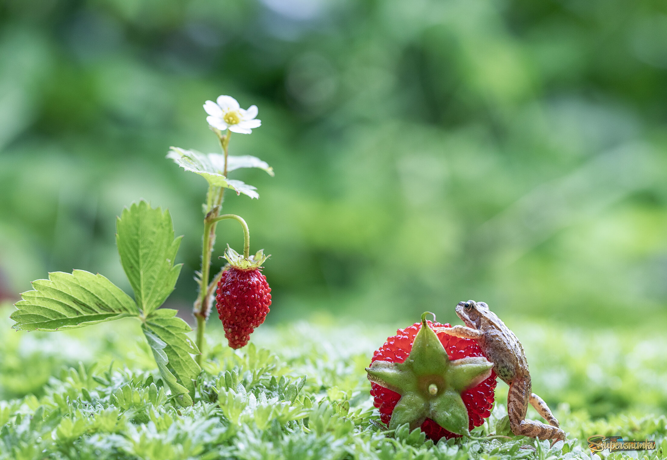 Одну ягодку беру, на вторую смотрю...