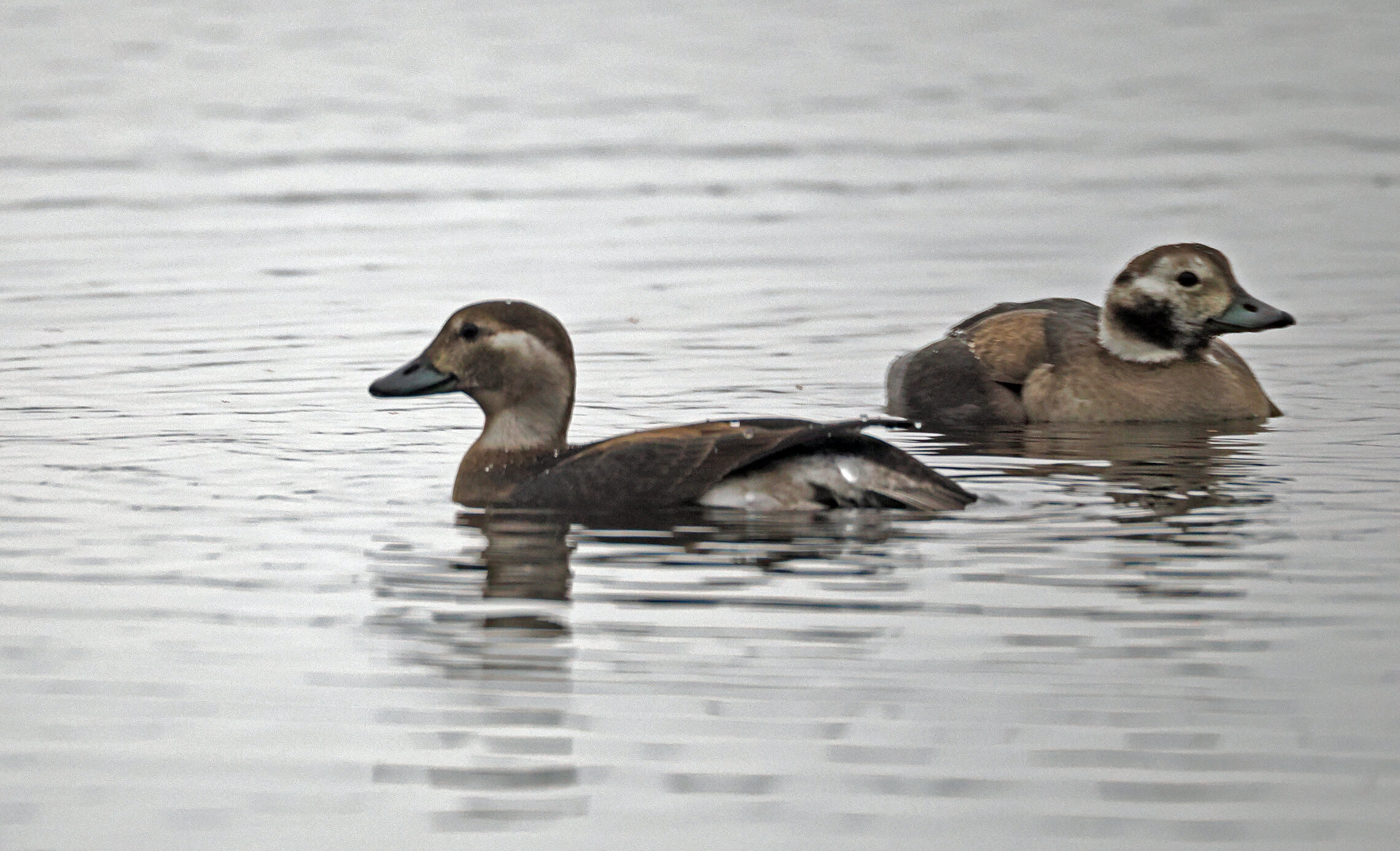 Самки утки-морянки.