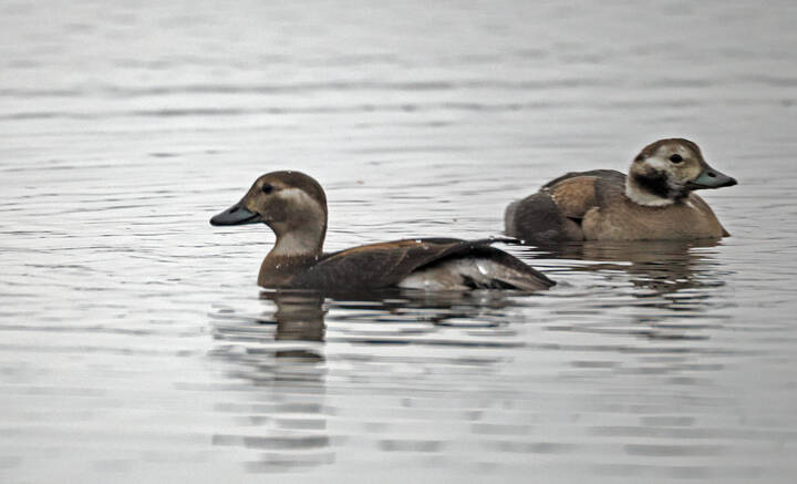 Самки утки-морянки.