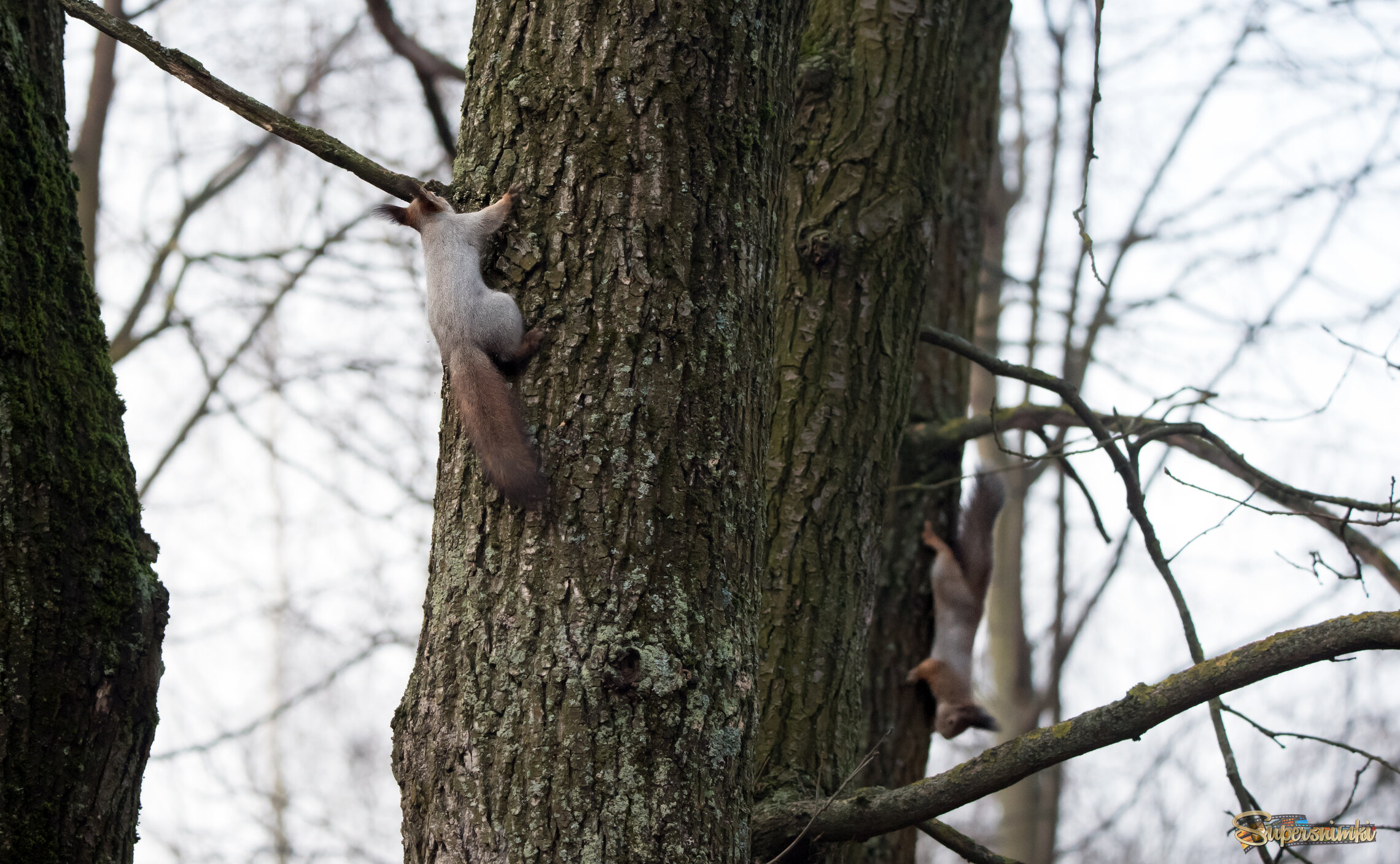 Гонки по вертикали