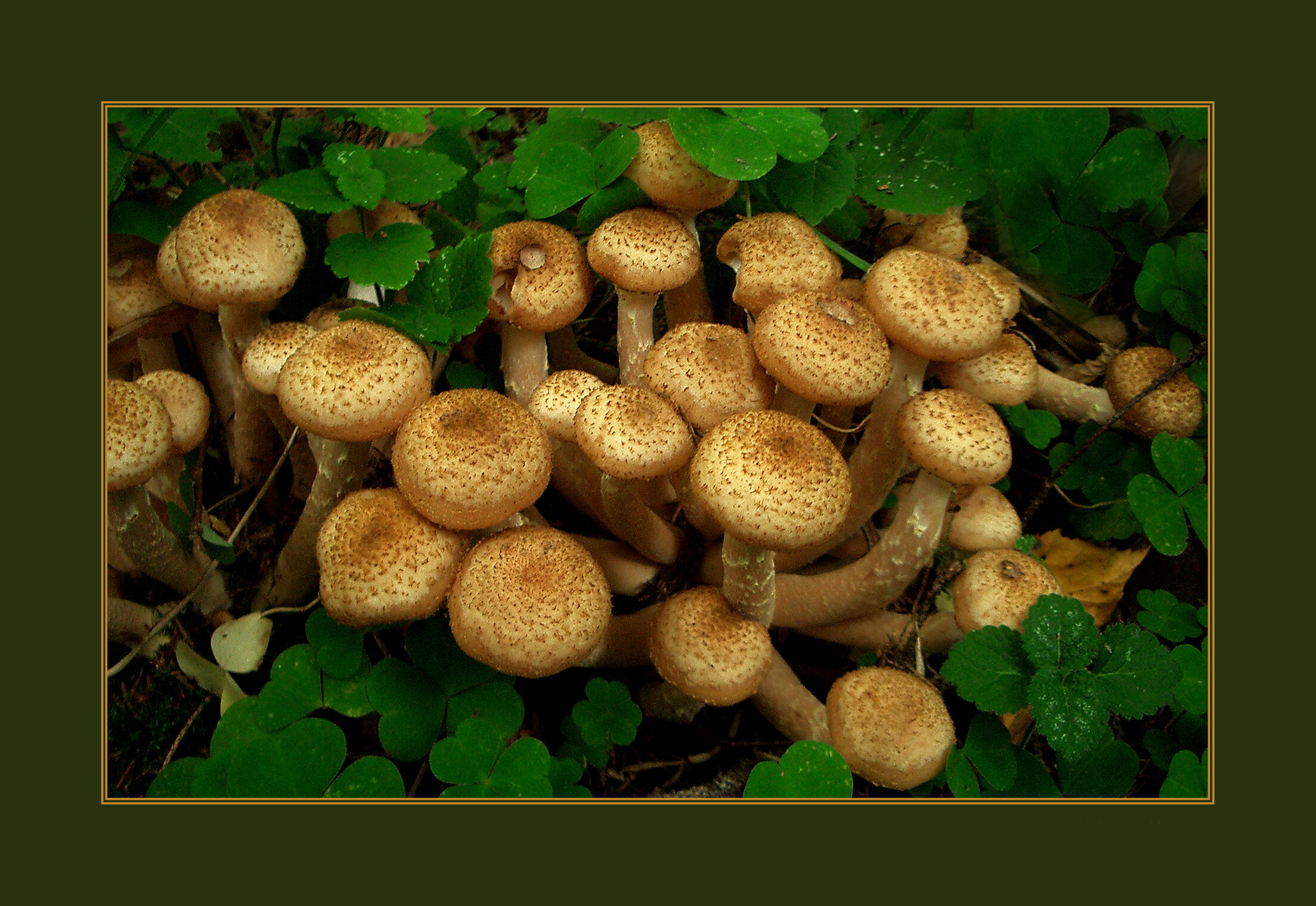 Mushrooms. Honey mushrooms